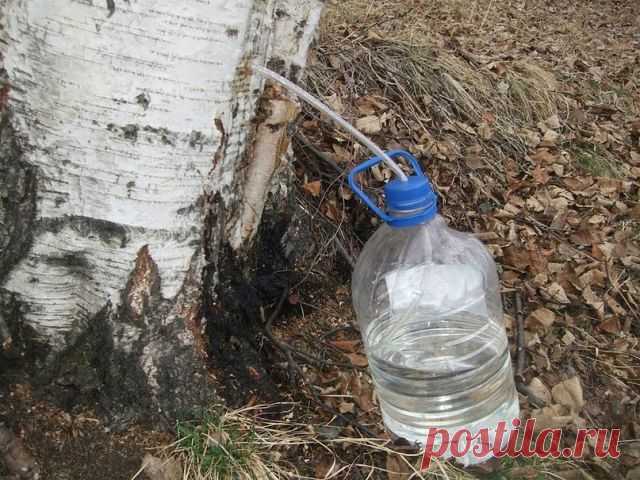 6 ВИДОВ ДЕРЕВЬЕВ, КОТОРЫЕ ПОМОГУТ ВЫЖИТЬ
Если вы потеряетесь в лесу, деревья могут стать для вас главным источником пищи и топлива, равно как и прекрасным материалом для постройки шалаша и изготовления различных инструментов.

Шесть деревьев из этого списка являются особенно полезными, когда речь идет о выживании. Их должен знать каждый человек, потому что жизнь – штука непредсказуемая.

БЕЛАЯ БЕРЕЗА (береза бумажная)

Белую березу легко определить по ее характерной белой ...