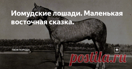 Иомудские лошади. Маленькая восточная сказка. Сегодня предлагаю взглянуть на "кузенов" великолепных ахалтекинцев.
