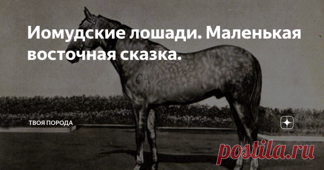 Иомудские лошади. Маленькая восточная сказка. Сегодня предлагаю взглянуть на 