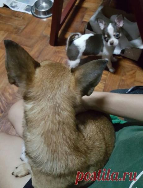 Такие заботливые мамы: Фотографии животных, которые немного устали от своих детёнышей