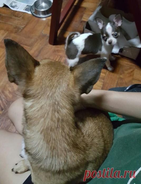 Такие заботливые мамы: Фотографии животных, которые немного устали от своих детёнышей