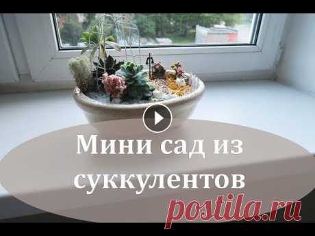 DIY композиция из суккулетов....