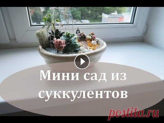 DIY композиция из суккулетов....