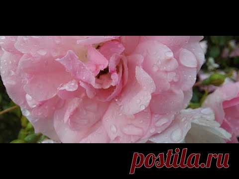 Городские розы. Футажное видео. Релаксация!
Музыка из фонотеки Ютуб!
