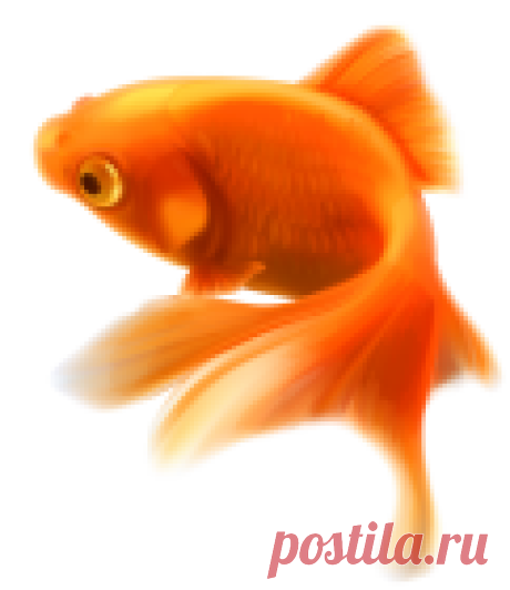 Gold Fish PNG Clipart - Best WEB Clipart Gold Fish PNG Clipart in category Underwater PNG / Clipart - Transparent PNG pictures and vector rasterized Clip art images.