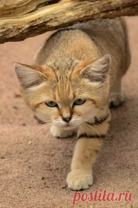 Sand cat