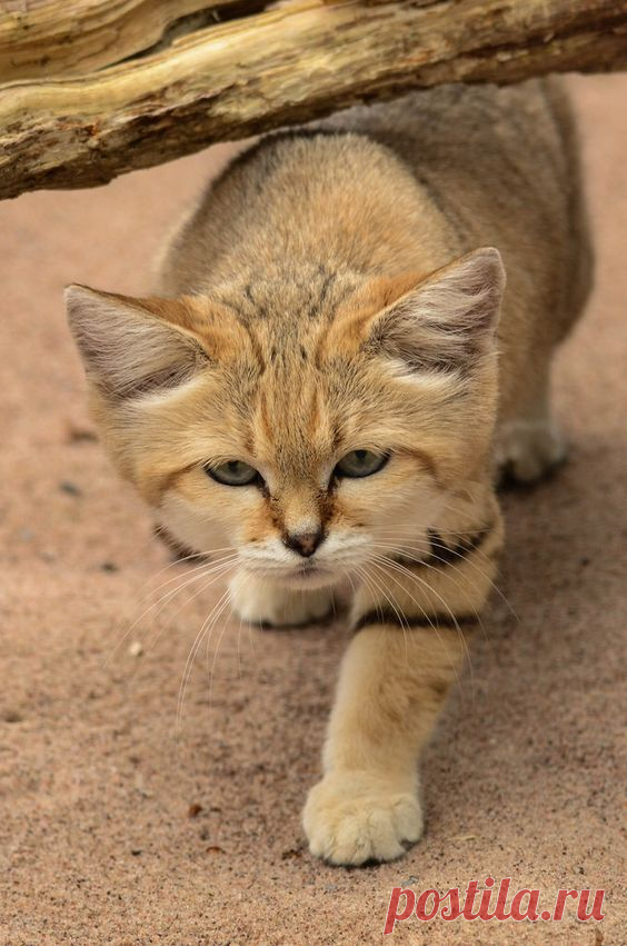 Sand cat