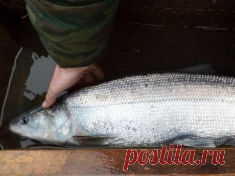 В Волге появилась белорыбица На Александровском ОРЗ Каспийского филиала ФГБУ &laquo;Главрыбвод&raquo; производители белорыбицы, отловленные в в течение года&nbsp; в естественной среде обитания, выдерживаются в бассейнах рыбзавода