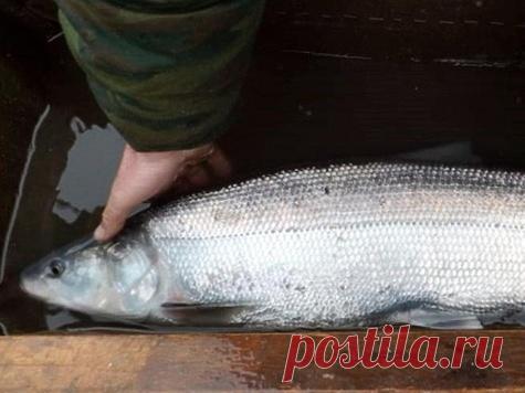 В Волге появилась белорыбица На Александровском ОРЗ Каспийского филиала ФГБУ «Главрыбвод» производители белорыбицы, отловленные в в течение года  в естественной среде обитания, выдерживаются в бассейнах рыбзавода