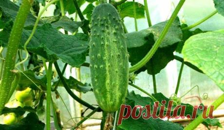 Для совсем уж новичков - о выращивании огурцов....