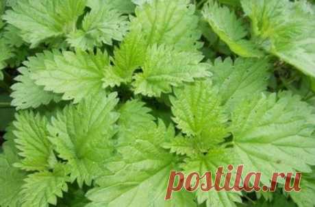 Крапива - рецепты, лечение:Herb-Еco
Сбор готовят из равных частей сухих листьев крапивы, подорожника, цветков ромашки аптечной и зверобоя. Столовую ложку сбора заливают стаканом кипятка, настаивают 1,5 часа в термосе. Выпивают в течение дня за три-четыре приема  перед едой курсом от 1 до 4 недель