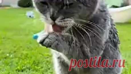 VID_20230723_085601_609.mp4