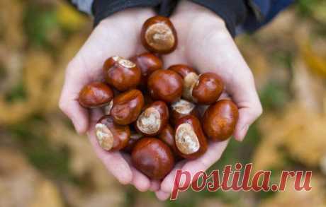 Ритуал на очищение дома с помощью каштанов