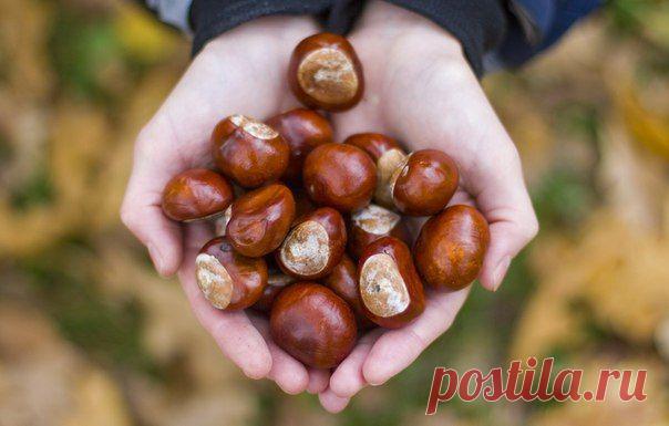 Ритуал на очищение дома с помощью каштанов