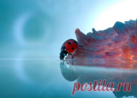 Здоровье есть само удовольствие или неизбежно порождает удовольствие, как огонь создает теплоту.

Мор Т.