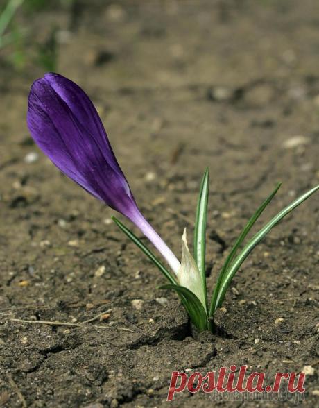 Крым. Партенит. Россия. Весна