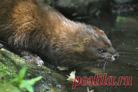 European Mink Europese nerts (Mustela lutreola) GaiaPark, Kerkrade, The Netherlands Conservation status: Endangered