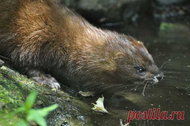 European Mink Europese nerts (Mustela lutreola) GaiaPark, Kerkrade, The Netherlands Conservation status: Endangered