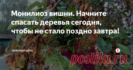 Монилиоз вишни. Начните спасать деревья сегодня, чтобы не стало поздно завтра! Монилиоз на вишне начинает показывать себя во всей красе на стадии цветения дерева. Зараженные ветки засыхая отмирают, а листья буреют и опадают, в целом, картина выглядит так, словно крона местами сгорела от палящего солнца, поэтому второе название докучающего недуга – монилиальный ожог. Если вы заметили у себя в саду подобную симптоматику, то меры нужно принимать срочно, иначе болезнь может обжи