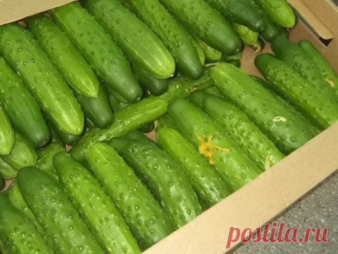 Какие сорта огурцов являются самыми урожайными