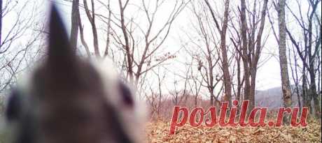 Размытый силуэт с острым клювом заглядывает через объектив прямо в душу 😱 Умельцы в нацпарке так старательно замаскировали фотоловушку, что пролетавший мимо дятел решил поискать в ней аппетитных личинок. Пострадавшая камера все же успела запечатлеть своего обидчика.