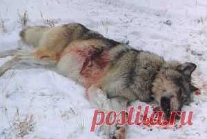 Задумайтесь… Дамы! | Блог Романа Потапова
А вы что думаете по этому поводу?