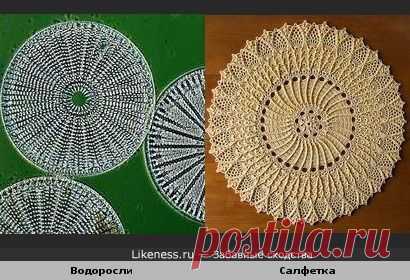 водоросли под микроскопом - Поиск в Google