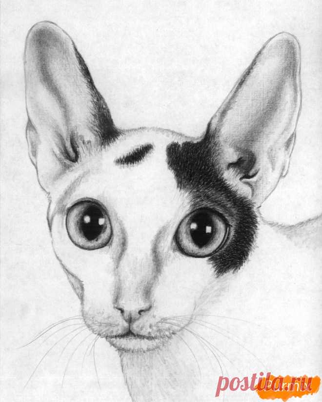 Как нарисовать портрет кошки корниш-рекс карандашом поэтапно