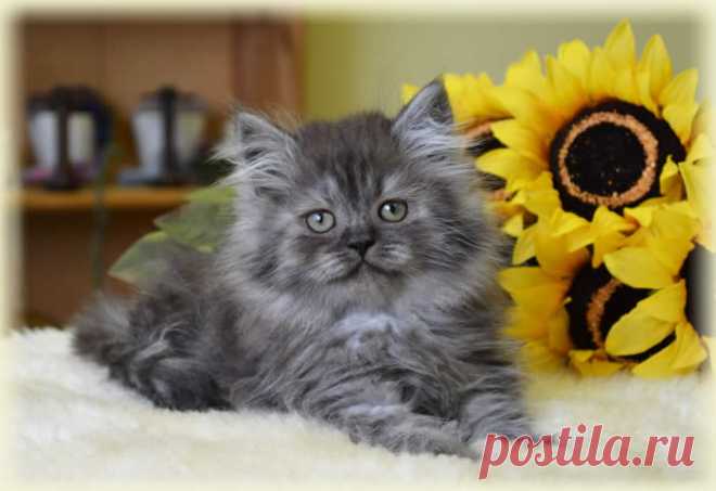 <himalayan kittens>