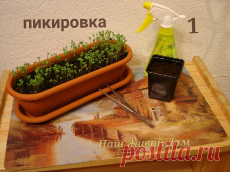 Пикировка рассады. Без лишних слов, сразу к делу. | Усадебка | Яндекс Дзен