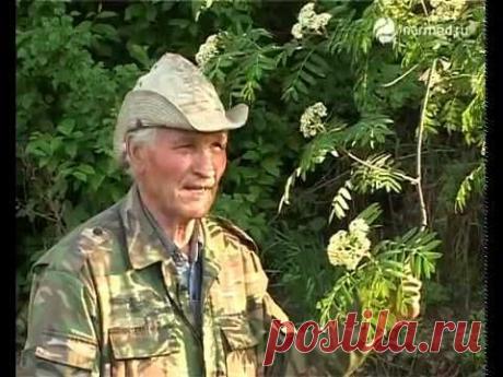 Лечебные свойства рябины красной рецепты | Будьте здоровы