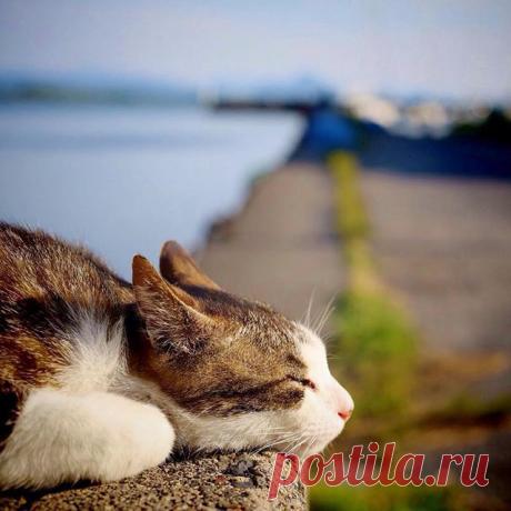 Прикольных котов пост - ЯПлакалъ