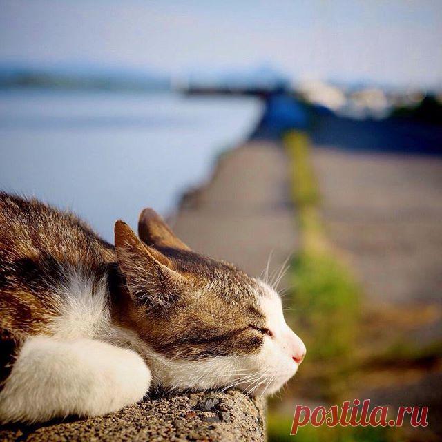 Прикольных котов пост - ЯПлакалъ