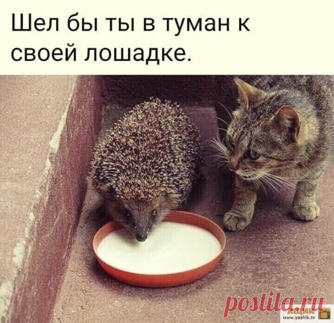 Убойный юмор Огромная подборка и коллекция прикольных и ржачных картинок и фотографий.