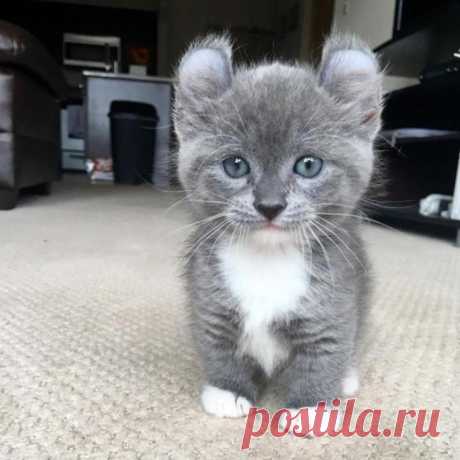 Смешные и забавные кошки