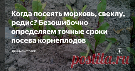 Когда посеять морковь, свеклу, редис? Безошибочно определяем точные сроки посева корнеплодов Добрый день, дорогие друзья, садоводы и огородники! Приветствую вас на канале  "Дачные истории". Корнеплоды занимают немалую часть и в нашем ежедневном меню, и на нашем огороде. От выбора правильного срока посева зависит и скорость появления всходов, и урожай, в целом. При серьезных ошибках урожая можно и вовсе лишиться. В этой статье мы рассмотрим, как выбрать идеальный срок посев...