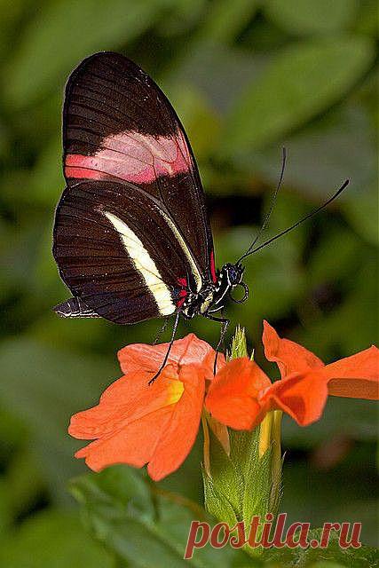 бабочка