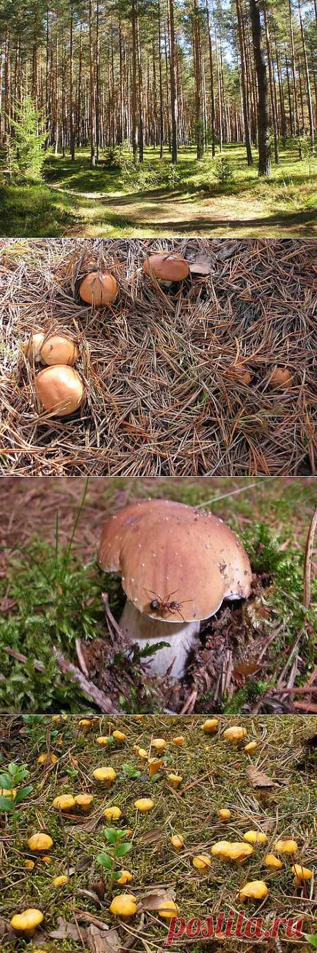 грибная пора | ZA  OHOTA