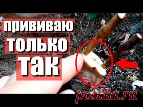 Прививка винограда в расщеп рукава . Прививка винограда черным в зелёное в теплице.