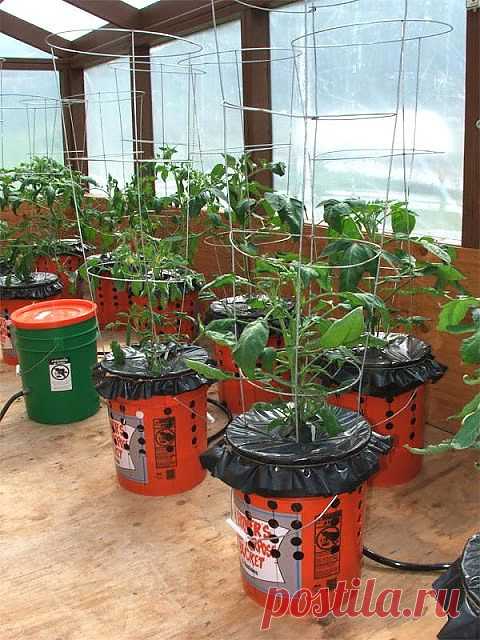 How To Grow Tomatoes In A Bucket