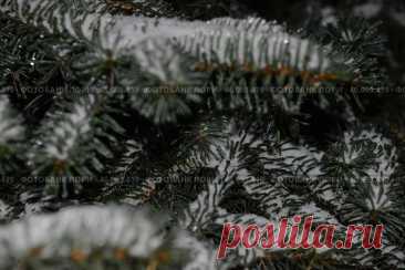 A close-up of a coniferous tree branches with snow on it. The snow is covering branches, giving the tree a serene and peaceful appearance. Concept of calmness and tranquility. Стоковое фото, фотограф Ilaronsia / Фотобанк Лори