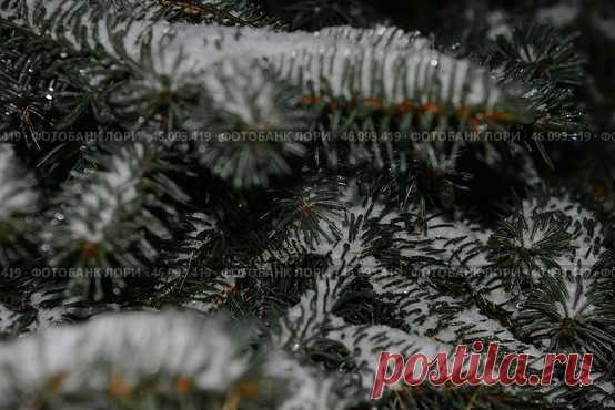 A close-up of a coniferous tree branches with snow on it. The snow is covering branches, giving the tree a serene and peaceful appearance. Concept of calmness and tranquility. Стоковое фото, фотограф Ilaronsia / Фотобанк Лори