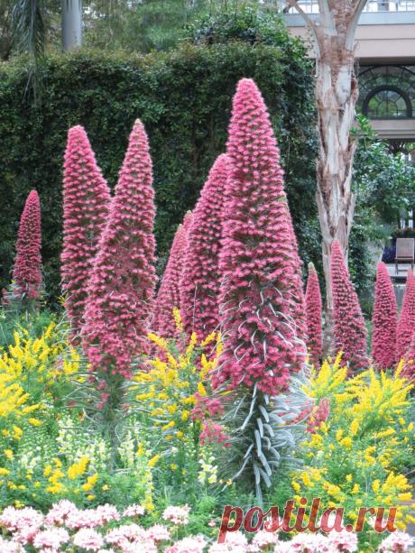 Роскошным «королевским» украшением в садах Дюпона является синяк Вильдпрета (Echium wildpretii syn E. bourgaenum). Родина этого экзотического растения – Канарские острова. Это многолетник из семейства бурачниковых, высотой до 2 м и шириной до 60 см.