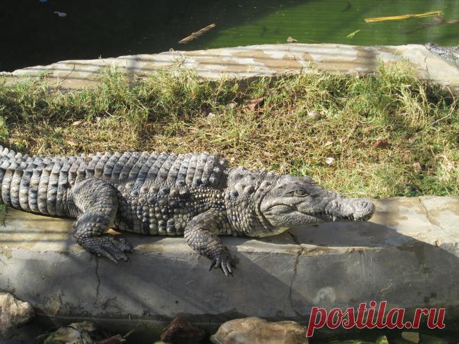 А это настоящий Нильский крокодил.