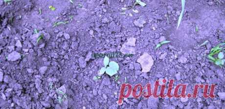 Лунный календарь огородника на 2016 год (Кубань)