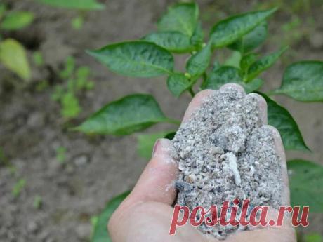 Здравствуйте, дорогие друзья! Бытует мнение, что с помощью древесной золы… | Сад и Дача. Полезные советы | Яндекс Дзен