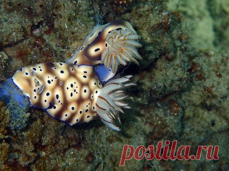 P7188756 Prachtsternschnecke, Risbecia tryoni, Prince John Resort ( Sulawesi, Indonesien )