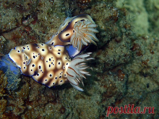 P7188756 Prachtsternschnecke,  Risbecia tryoni, Prince John Resort  ( Sulawesi, Indonesien )