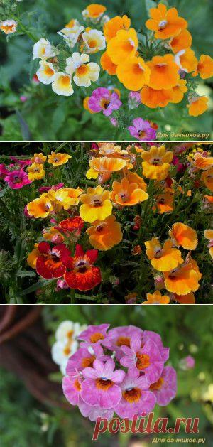 Немезия. Виды, сорта, посадка и уход. | Для дачников.ру