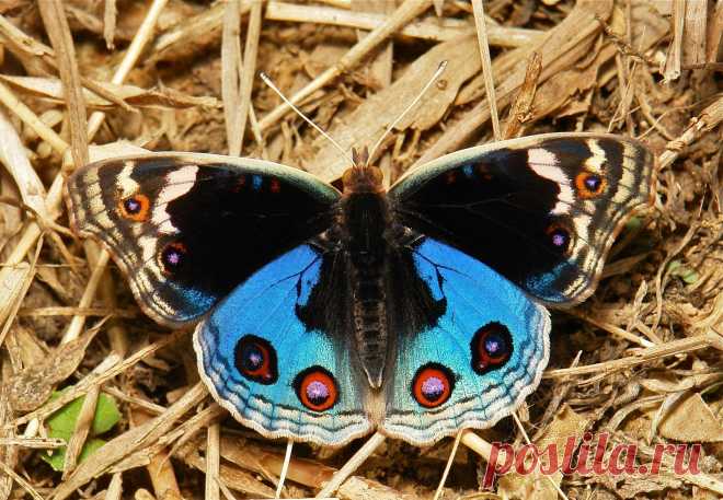 Blue Pansy (Junonia orithya, Nymphalidae) | Flickr - Photo Sharing!